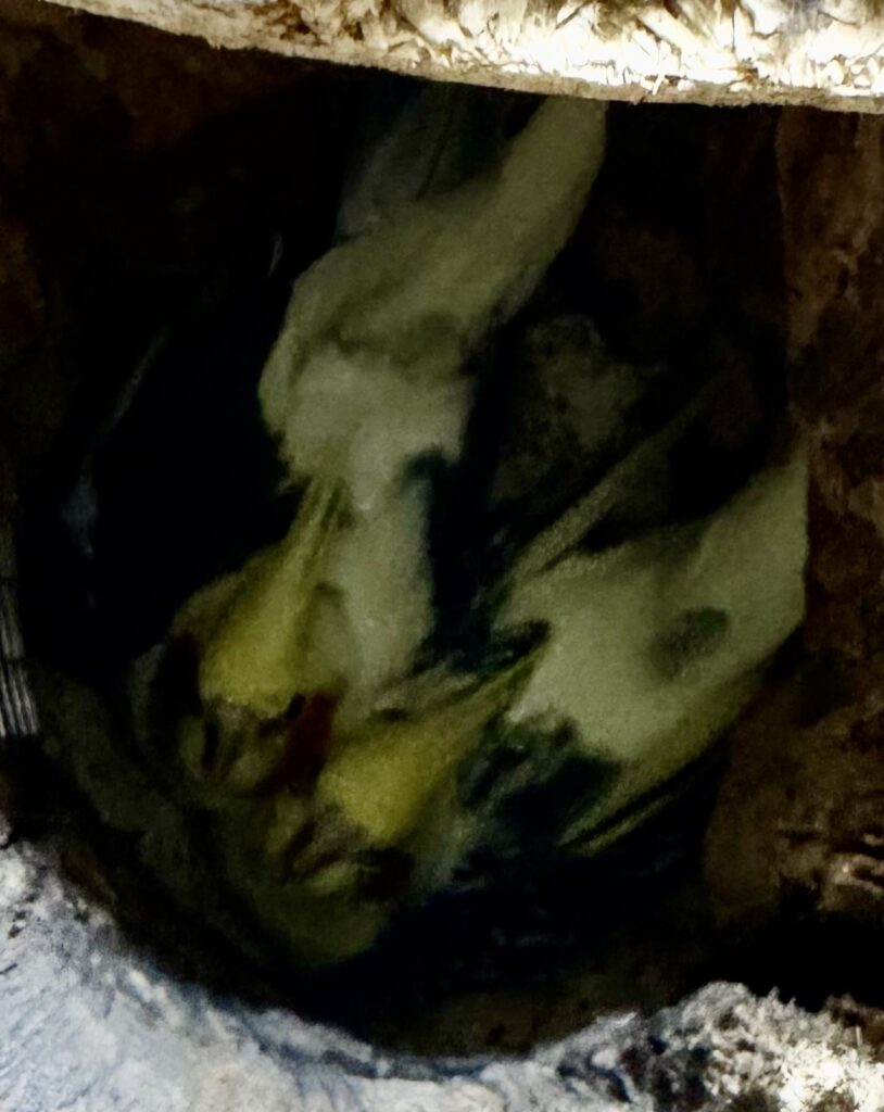Beide brüten gerade die Eier aus
